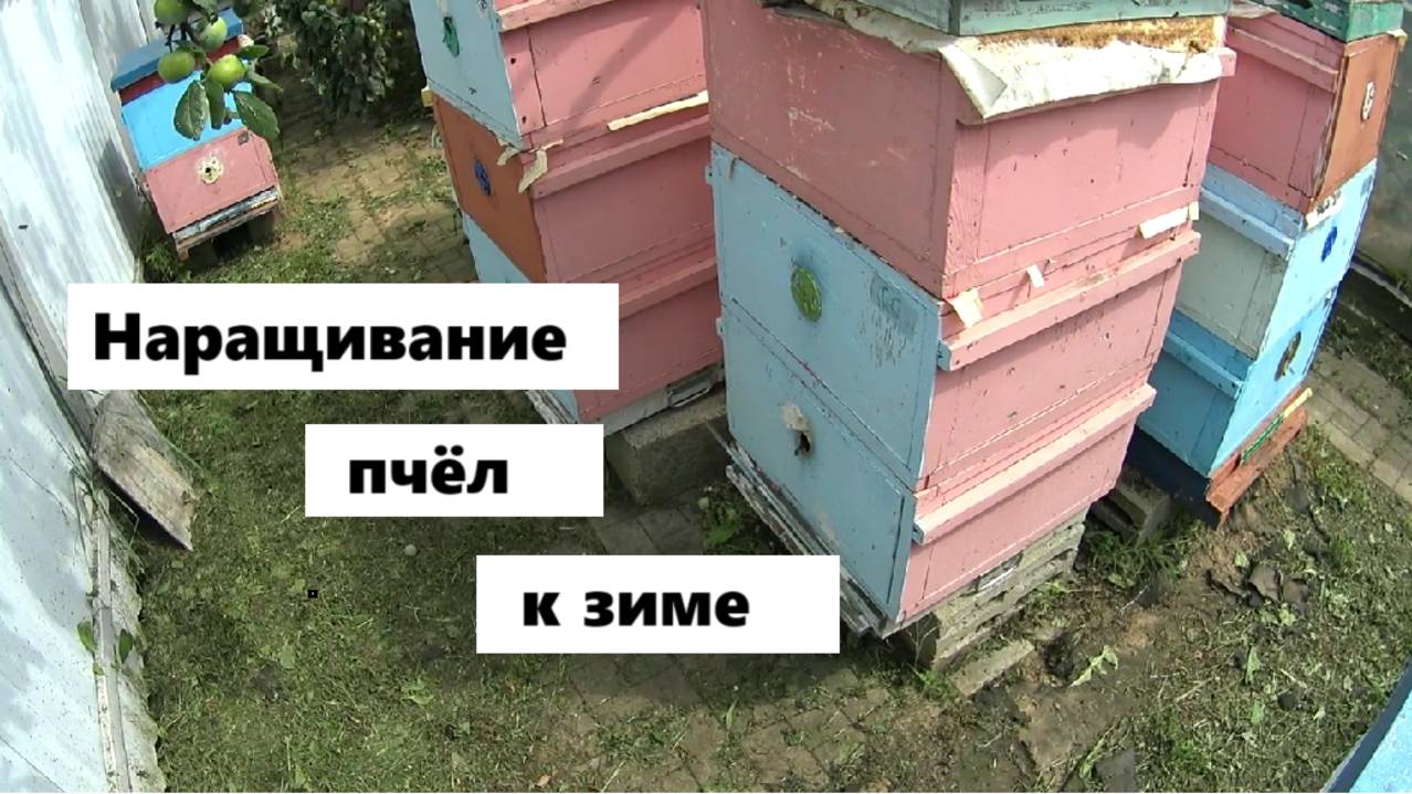 Наращивание пчёл к зиме. смотреть онлайн