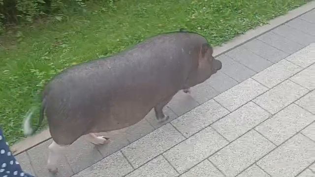 Тимоха_на_прогулке