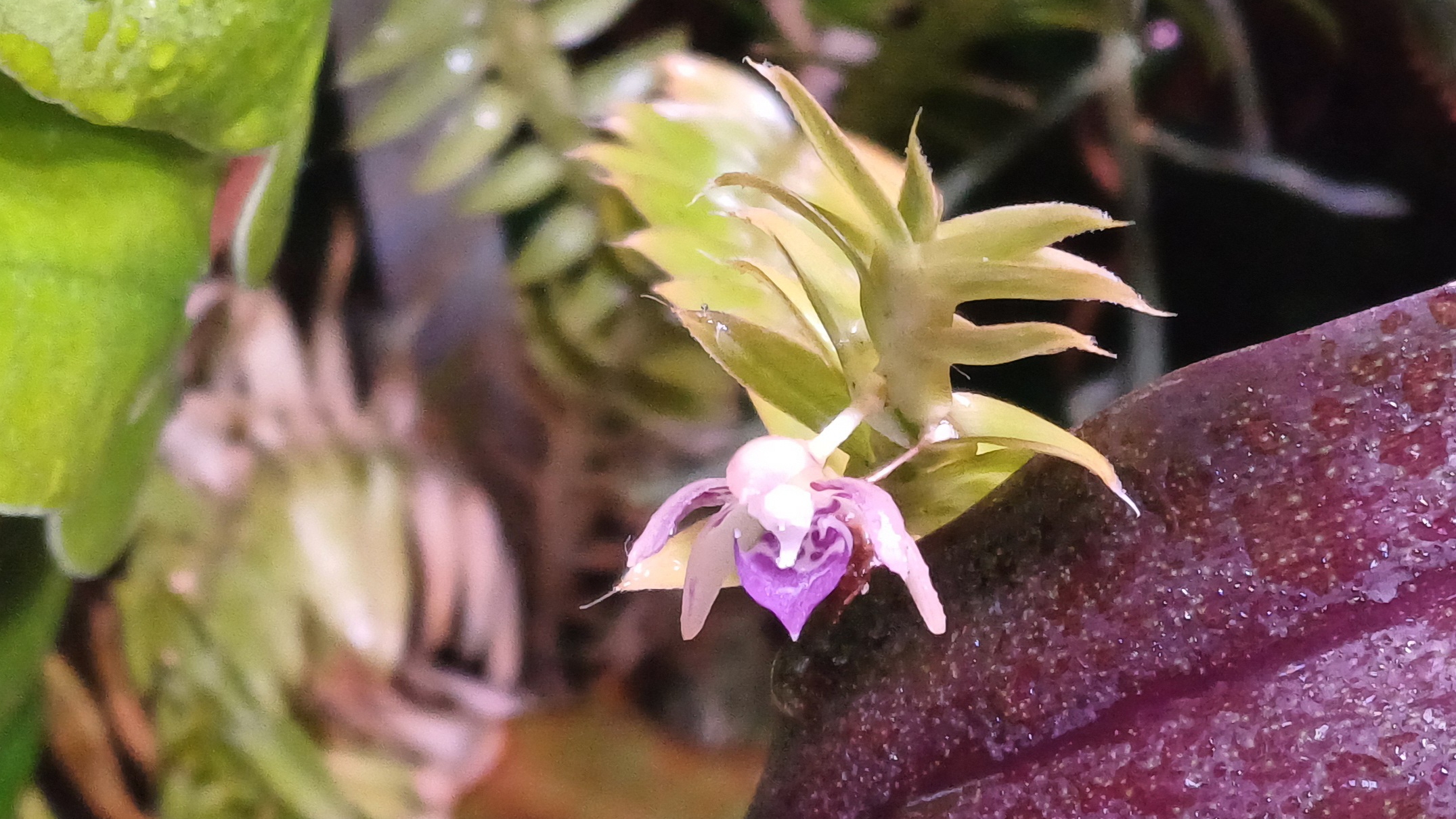 Обзор: природные орхидеи, начало. Немного о бромелиевом дереве и о флорариумах. Гуляющие растения. смотреть онлайн