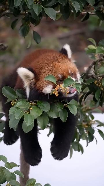 Красная панда смотреть онлайн