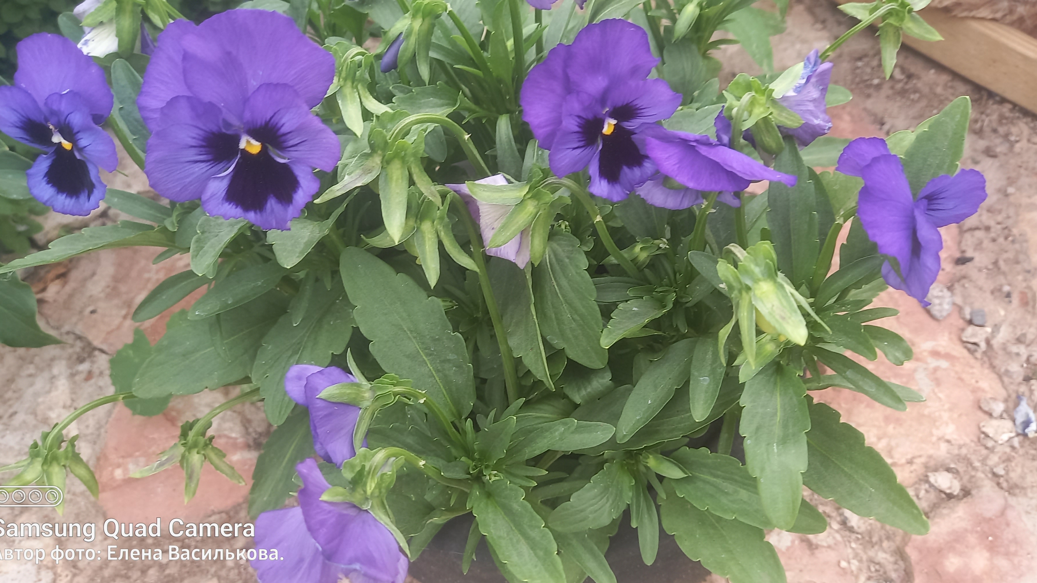 СП А лето цвета...3//Отчёт 4//Завершила коврик//Комплект для летнего домика готов!💥💥💥 смотреть онлайн