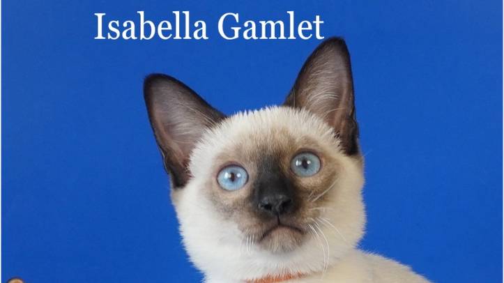 Тайская девочка Isabella Gamlet, сил-пойнт, 3,5 месяца_1 смотреть онлайн