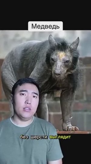 Как животные выглядят без шерсти