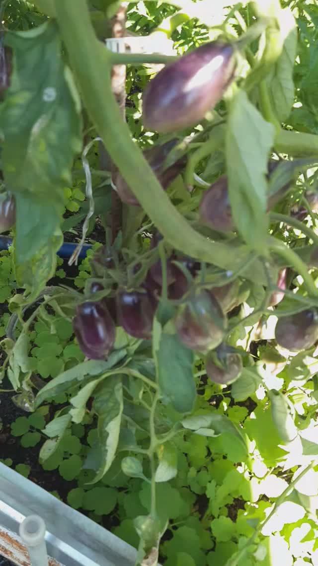 ТОМАТЫ В ОТКРЫТОМ ГРУНТЕ НА УРАЛЕ, ОБЗОР ОТ 20 ИЮЛЯ 2025 года смотреть онлайн