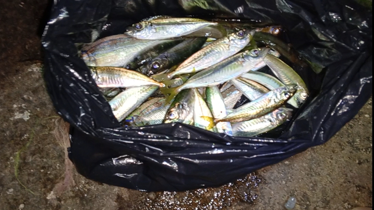 Микроджиг.Ловля крупной ставриды. Рыбалка в Крыму Ялта.