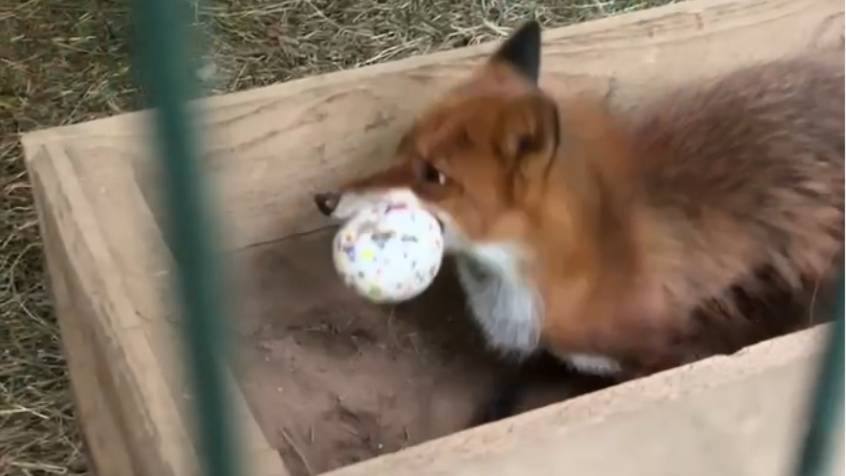 Лиса-Алиса. Радость подаренному мячику смотреть онлайн