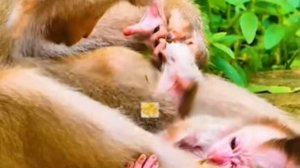 Частая ошибка молодых мамочек-макак - это держать ... 1000023642.mp4