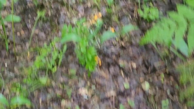 Первые грибы😊