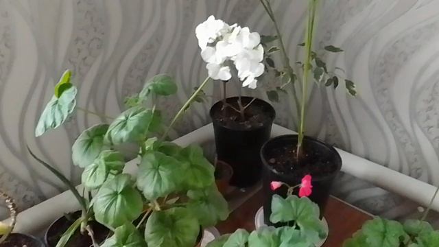 Сансевиерия, пеларгония идругие мои цветы.