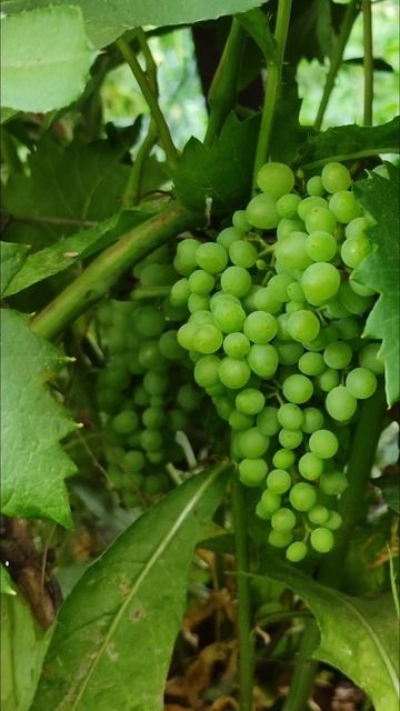 Виноград киш-миш смотреть онлайн