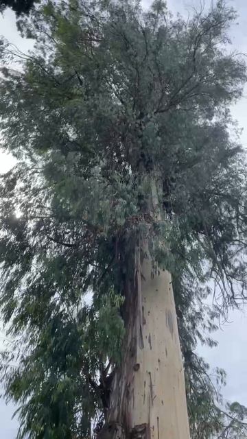 ВЕЛИЧИЕ ЭВКАЛИПТА!