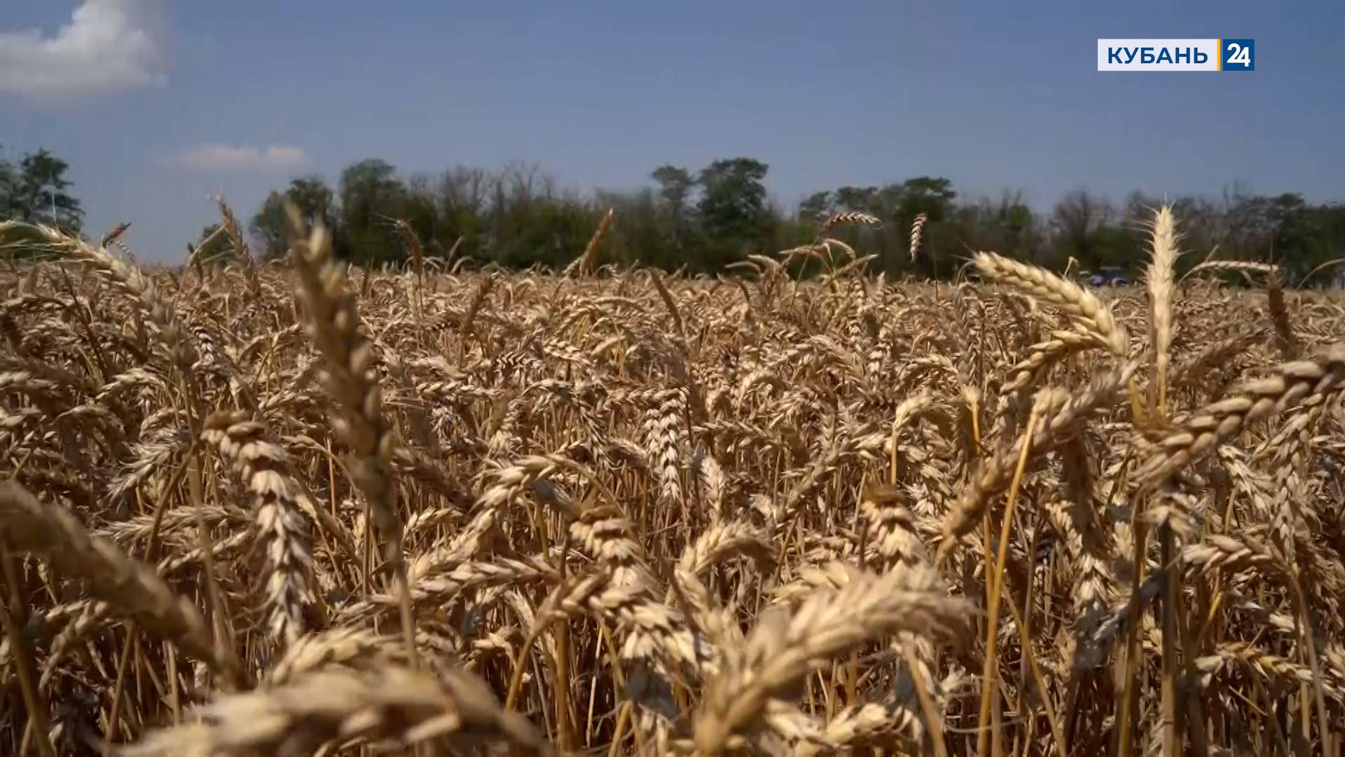 Мир сельского хозяйства. №80 Пшеница | 22.07.2025