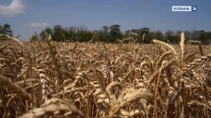 Мир сельского хозяйства. №80 Пшеница | 22.07.2025