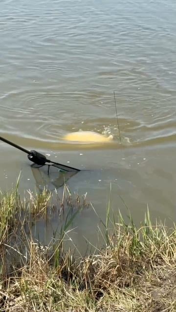 #карпфишинг #рыбалка #отдых #карп #сазан