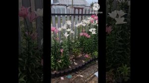 ДОБРОЕ УТРО ЧЕМ Я ЗАНИМАЮСЬ СЕГОДНЯ 🥰🌹🌹🌹