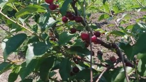 вишня  Любская