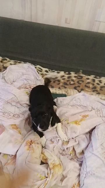 Бимка дурачится