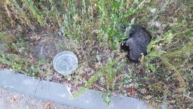 Нашёл при смерти.Что делать