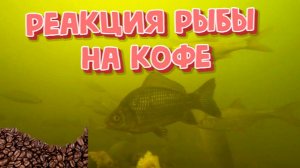 Реакция рыбы на Кофе ( подводная съемка)