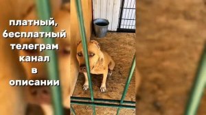 Питбули Dragon Life 2022