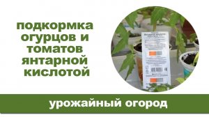 Янтарная кислота для подкормки томатов и огурцов летом.