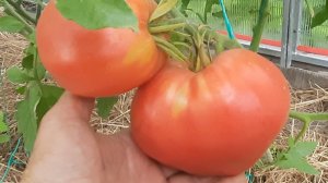 ОБЗОР ТОМАТОВ В МОЕЙ ТЕПЛИЦЕ! Какие сорта выращиваю и что получаются!