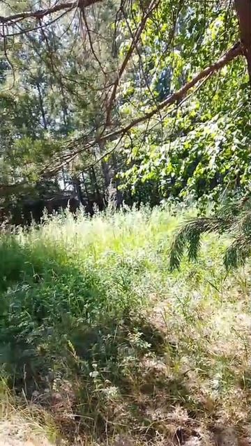 Ветвь сосны смотреть онлайн