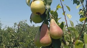 груша Молдавская ранняя