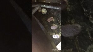 Замена торсиона багажника Волга