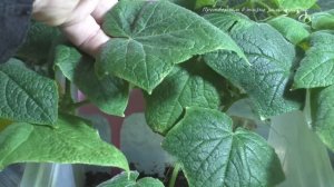 Не развиваются плоды на огурцах возможно  острая нехватка кальция