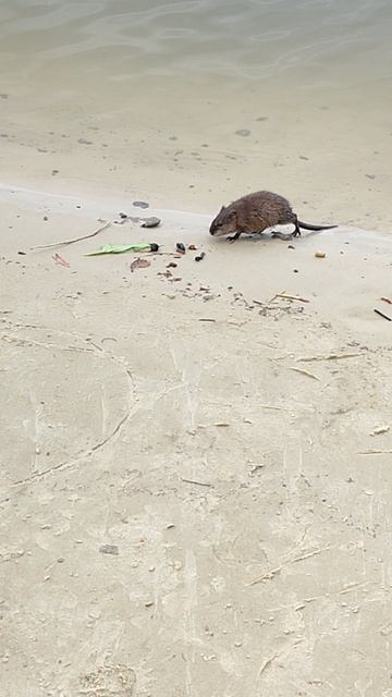 Ондатра и хвост вертолет, Как красиво плывет