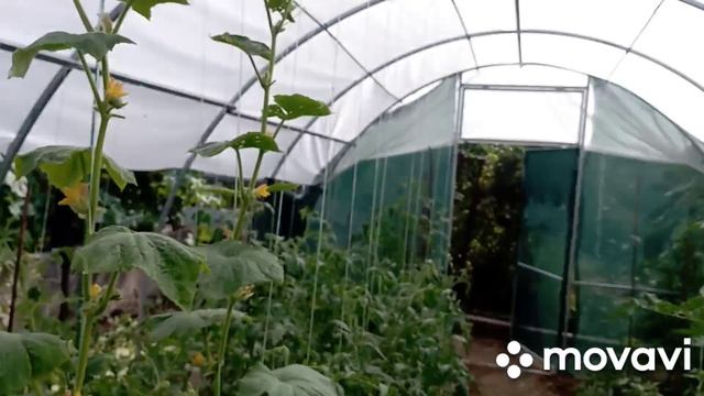 приехала на дачу, а тут помидоры навалили, первый большой сбор смотреть онлайн