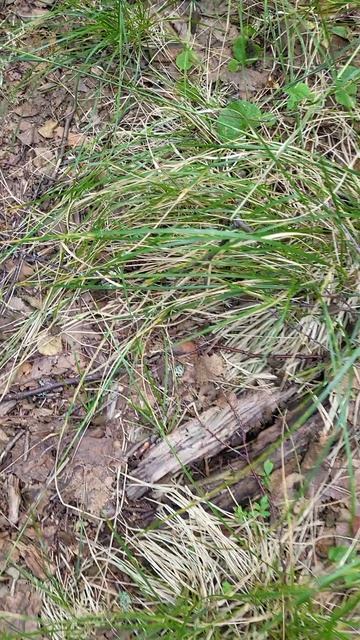 Лягушки квакушки !