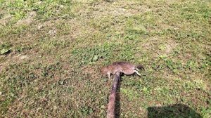 Крысы, один из худших вредителей на улиточной ферме.