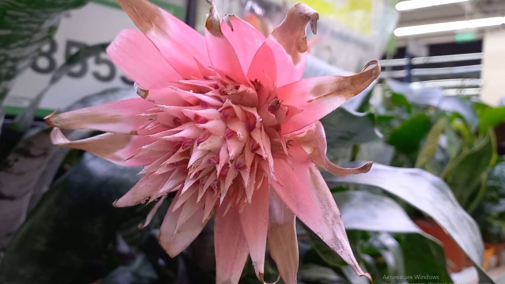 Иногда не знаешь, где и когда повезёт. Удобрения и кокосовое волокно для пеларгоний. смотреть онлайн