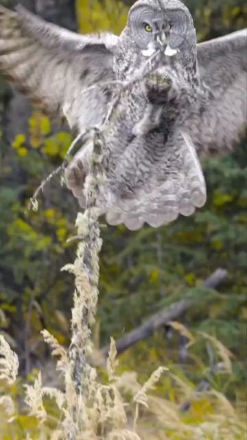 Video_2024-10-19_05-43-54