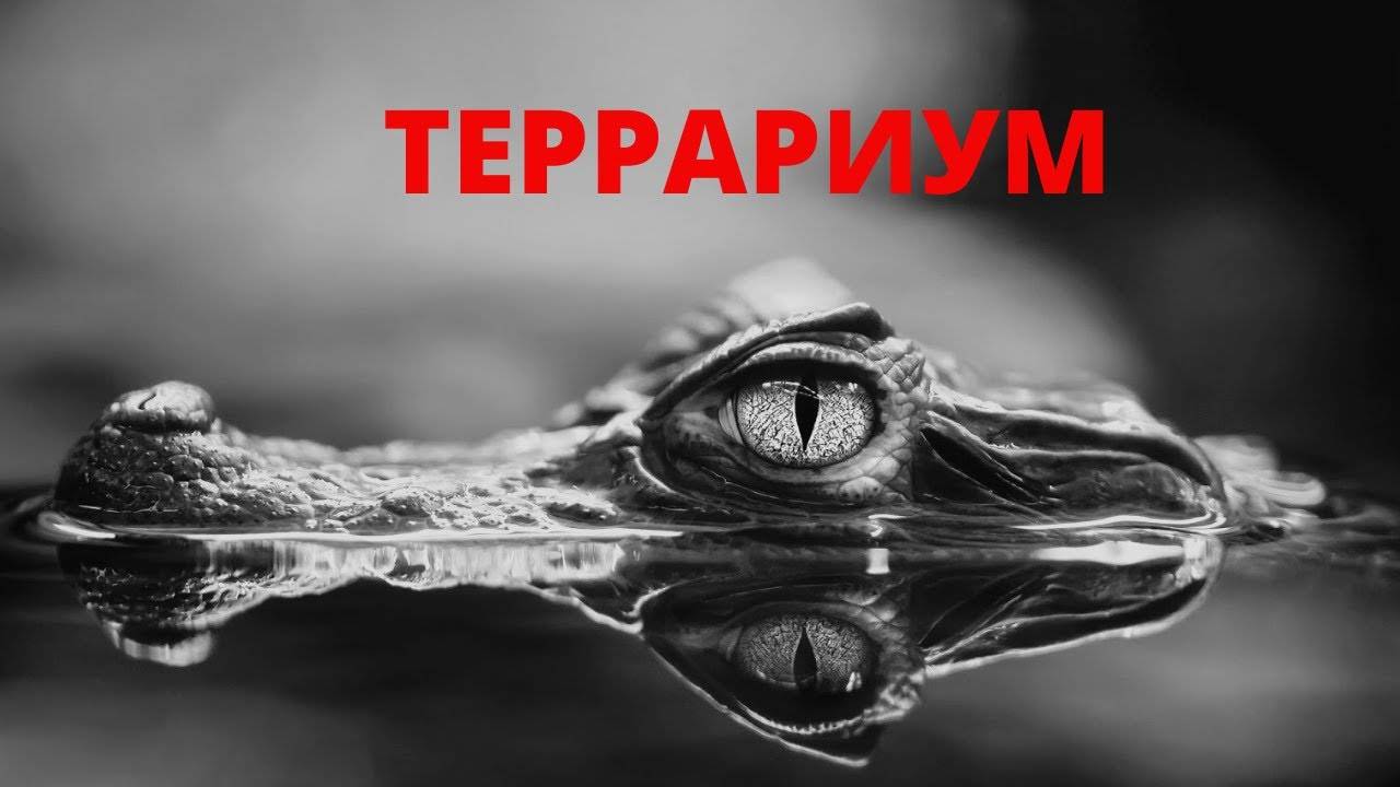 Екатеринбургский океанариум. Крокодилы. #сезонконтентаRUTUBE смотреть онлайн