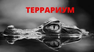 Екатеринбургский океанариум. Крокодилы. #сезонконтентаRUTUBE