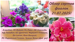 Обзор сортов фиалок 21.07.2025!