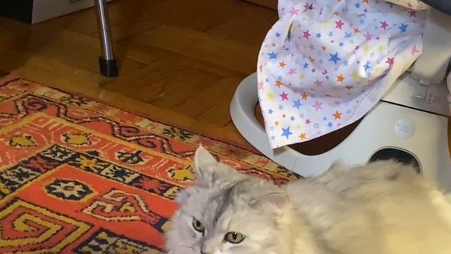 Мягкость в движении: приключения пушистой звездочки