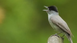 Пение птицы. Птицы. Природа.  Славка черноголовка символ весны