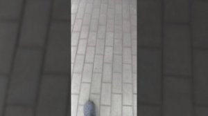 почему течёт  смола на абрикосов