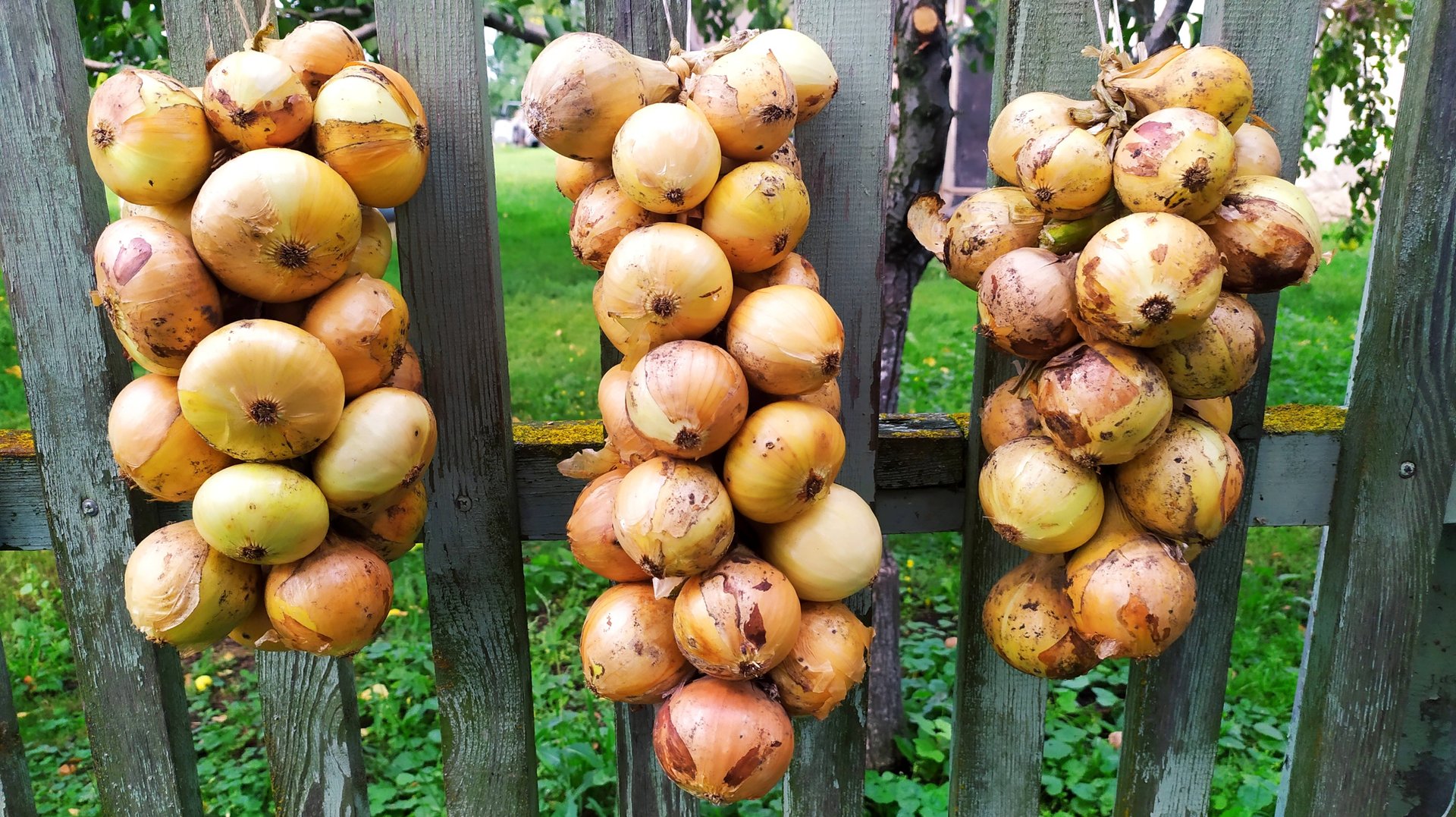 Косы из лука - лук хорошо хранится и выглядит красиво🧅 смотреть онлайн