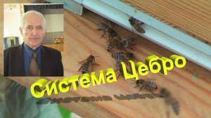 Система Цебро – Полный Разбор от Профессора Кашковского