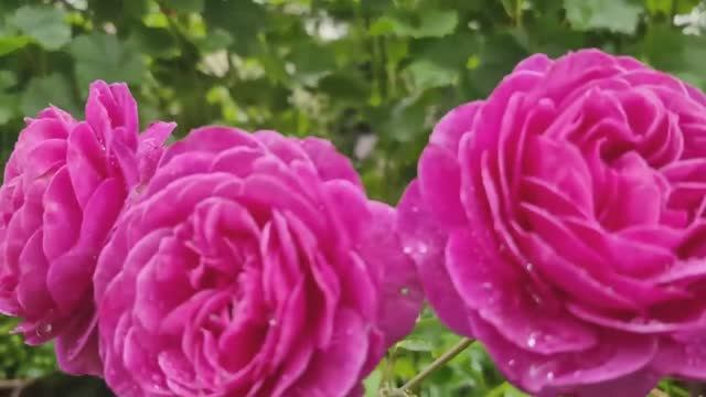 Неожиданные радости. Принимаю подарки. Обустройство мест хранения на новой кухне. Жизнь в деревне. смотреть онлайн