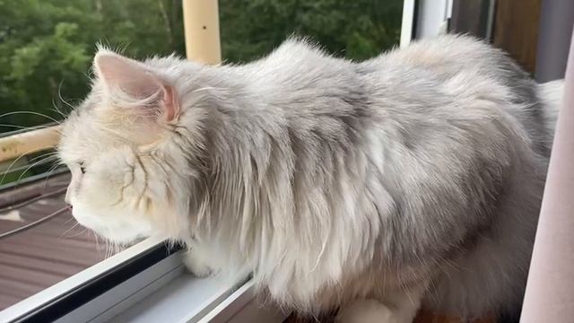 Ловушка для сердец: пушистая красавица в кадре