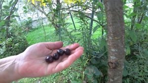 Кто так обзывается, тот сам так называется… Замечания не принимаются… Нашли шикарную вишню.