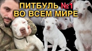 САМЫЙ ЛУЧШИЙ ПИТБУЛЬ ВО ВСЕМ МИРЕ! Джамбо Dragon Life (Агоп Питбули Dragon Life)