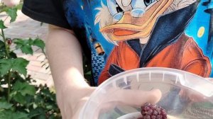 Ежевика в саду и огороде