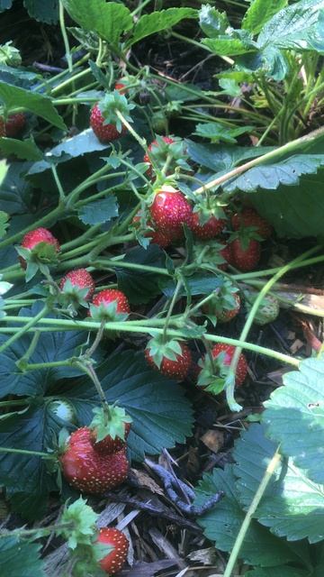 Обзор клубники сорта Любаша. #клубника #обзор #огород #дача смотреть онлайн